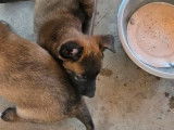 8 chiots Bergers Belges Malinois disponibles à la vente (LOF)