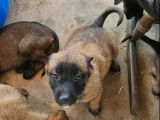8 chiots Bergers Belges Malinois disponibles à la vente (LOF)