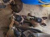 8 chiots Bergers Belges Malinois disponibles à la vente (LOF)