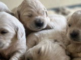 À vendre, 4 chiots Golden Retriever LOF