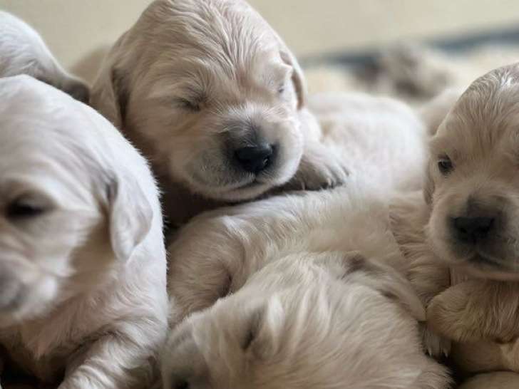 À vendre, 4 chiots Golden Retriever LOF