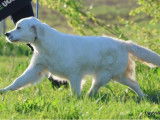 À vendre, 4 chiots Golden Retriever LOF