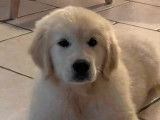 À vendre, 4 chiots Golden Retriever LOF
