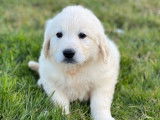 À vendre, 4 chiots Golden Retriever LOF