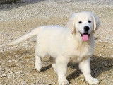 À vendre, 4 chiots Golden Retriever LOF
