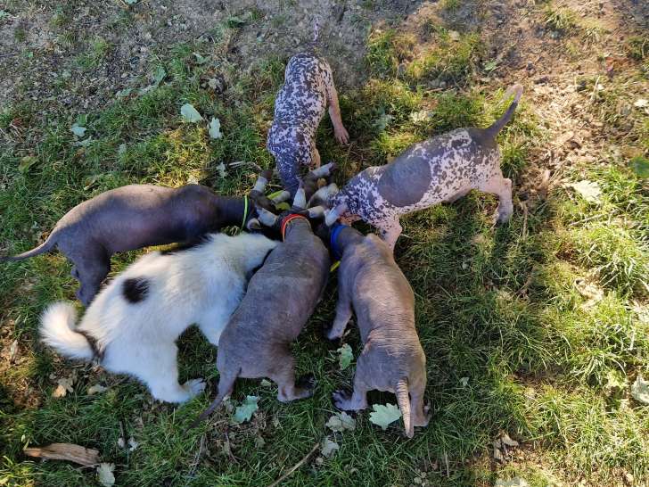 Adorables chiots Xoloitzcuintle à vendre