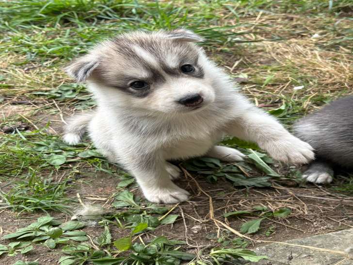 Magnifiques chiots Husky de Sibérie LOF à vendre