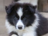 6 chiots Border Collie LOF à réserver