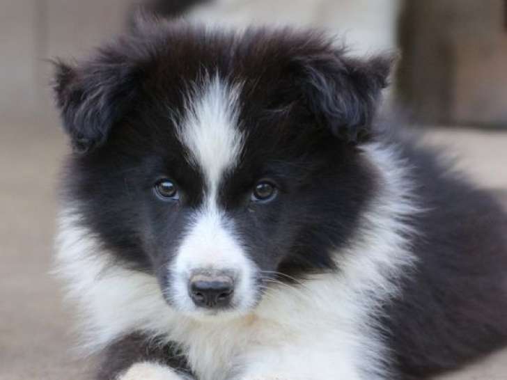 6 chiots Border Collie LOF à réserver