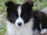 6 chiots Border Collie LOF à réserver