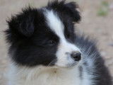 6 chiots Border Collie LOF à réserver