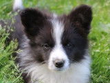 6 chiots Border Collie LOF à réserver