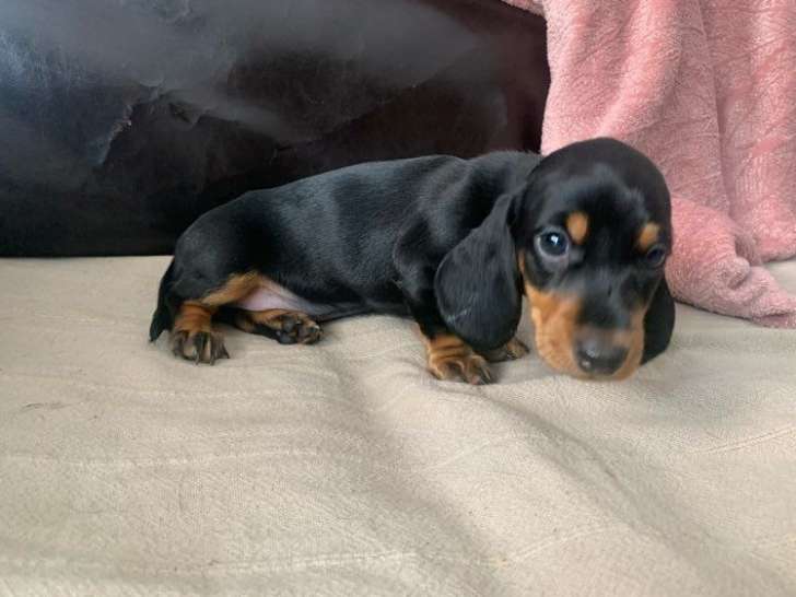 À vendre, 2 chiots mâles Teckel LOF