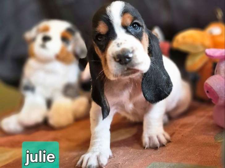 7 chiots Bassets Hounds LOF à réserver
