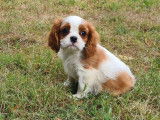 5 chiots Cavaliers King Charles disponibles à l’achat (LOF)
