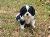 5 chiots Cavaliers King Charles disponibles à l’achat (LOF)
