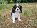 5 chiots Cavaliers King Charles disponibles à l’achat (LOF)