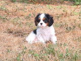 5 chiots Cavaliers King Charles disponibles à l’achat (LOF)