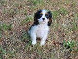5 chiots Cavaliers King Charles disponibles à l’achat (LOF)