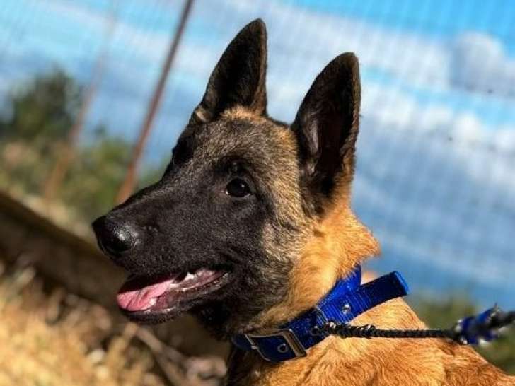 Chiot mâle Berger Belge Malinois LOF à vendre