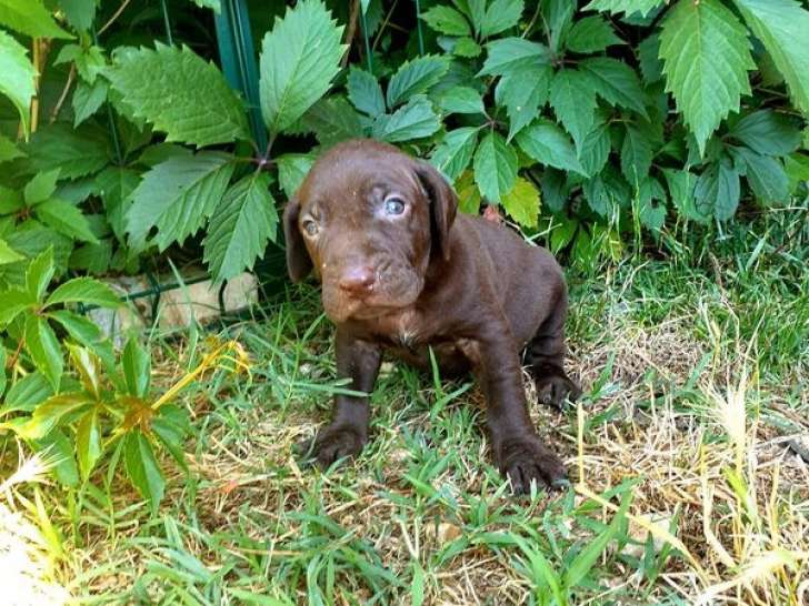 Chiots Braques Allemands disponibles à la réservation (LOF)