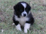 À vendre, 6 chiots Bergers Australiens LOF