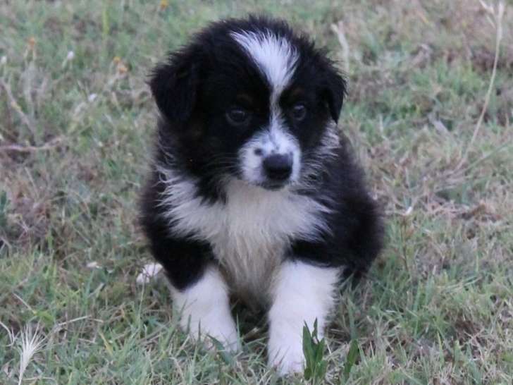 À vendre, 6 chiots Bergers Australiens LOF
