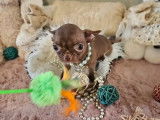 Chiots Chihuahuas à réserver (LOF)