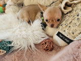 Chiots Chihuahuas à réserver (LOF)