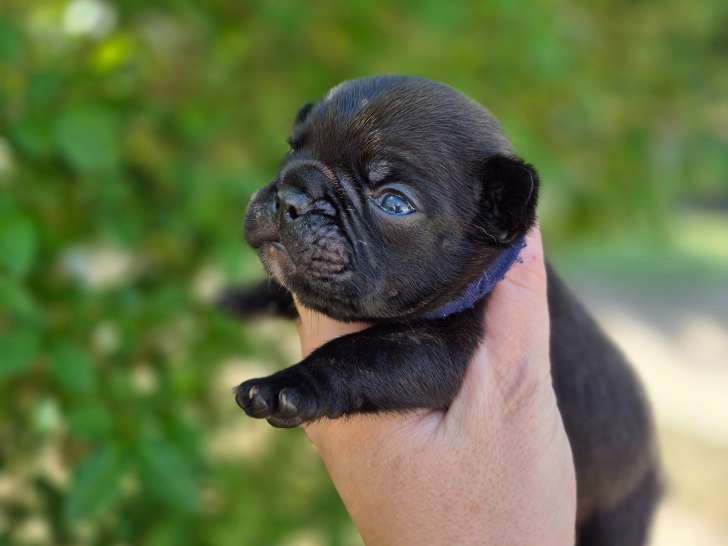 3 magnifiques chiots Bouledogue Français LOF à vendre
