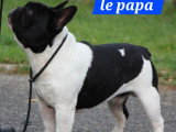 2 magnifiques chiots Bouledogue Français LOF à réserver
