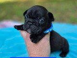 2 magnifiques chiots Bouledogue Français LOF à réserver