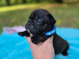 2 magnifiques chiots Bouledogue Français LOF à réserver