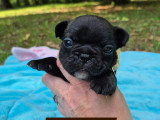 2 magnifiques chiots Bouledogue Français LOF à réserver