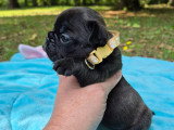 2 magnifiques chiots Bouledogue Français LOF à réserver