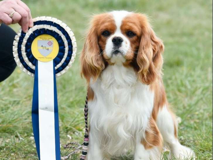 Chien Cavalier King Charles LOF disponible pour saillie