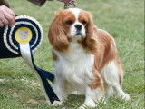Chien Cavalier King Charles LOF disponible pour saillie