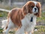Chien Cavalier King Charles LOF disponible pour saillie