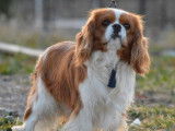 Chien Cavalier King Charles LOF disponible pour saillie