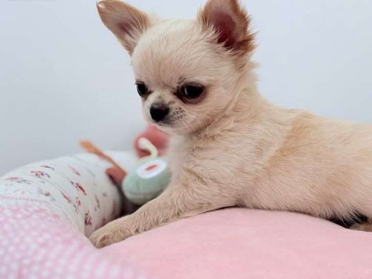 Chiot mâle Chihuahua LOF disponible à la vente