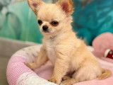 Chiot mâle Chihuahua LOF disponible à la vente