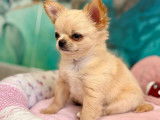 Chiot mâle Chihuahua LOF disponible à la vente