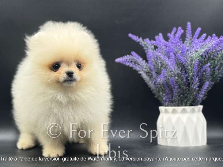 Chiots Spitzs Nains Pomeranian LOF dont 2 mini gabarit