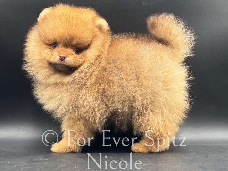 Chiots Spitzs Nains Pomeranian Choco-sable et Black & Tan