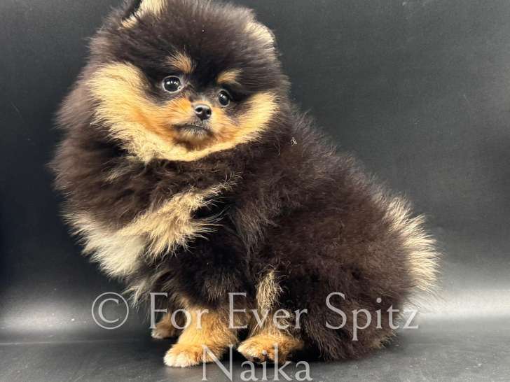 Chiots Spitzs Nains Pomeranian Choco-sable et Black & Tan
