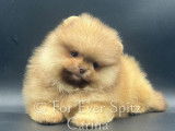 Chiots Spitzs Nains Pomeraniens