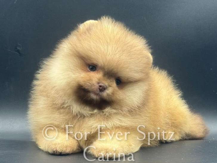 Chiots Spitzs Nains Pomeraniens