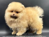 Chiots Spitzs Nains Pomeraniens