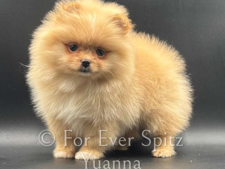 Femelle Spitz Pomeranien aux yeux bleus!