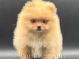 Femelle Spitz Pomeranien aux yeux bleus!